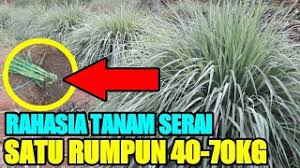 Tanamkan halia tu di dalam pasu dan pastikan ia diletak pada kawasan yang separuh teduh. Penemuan Terbaru Cara Tanam Serai Agar 40 70 Kg Per Tanaman Youtube