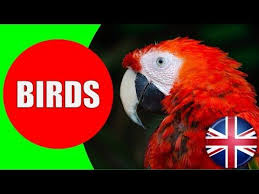 Maybe you would like to learn more about one of these? All About Birds For Kids Birds Vocabulary For Children To Learn About Birds Youtube Birds For Kids Learning English For Kids Birds