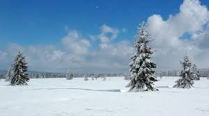Province Of Liege Belgium Photo Pierre Hanquin Christmas Trees In Snow Landscape Belgian Ardennes Mountains