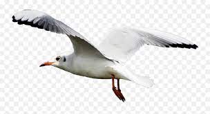 59 transparent png illustrations and cipart matching steven t seagle. Seagull Png 1 Image Seagull Png Seagull Png Free Transparent Png Images Pngaaa Com