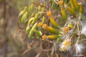 Image result for Senecio speciosus