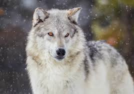 Wolves don't terrorize towns, or kidnap innocents, or brutalize women! Wolves Could Lose Protected Status In Lower 48 States The Scientist Magazine