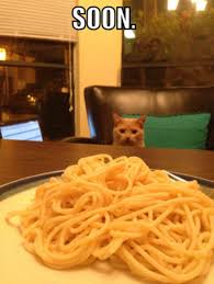 This Is How We Look At Pasta Too Funny Animals Funny Animal Pictures Restaurant Humor
