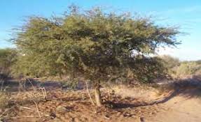 Image result for Acacia erioloba