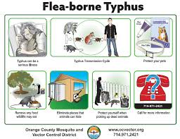Image result for Typhus