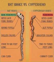 I mean, you should especially avoid all of them—from the king cobra to the black mamba—because, better safe than sorry and know before you go. Is It A Rat Snake Chicken Snake Or A Copperhead Rat Snake Copperhead Snake Chicken Snake