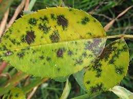 Roses Black Spot Preventative Insects Recipe Black Spot On Roses Rose Plant Care Planting Roses