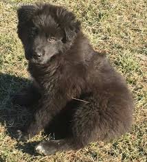 Black Australian Shepherd Puppy All Black Australian Shepherd Black Australian Shepherd Aussie Dogs Australian Shepherd