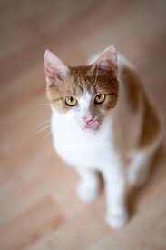 Ich hab mir vor 1 1/2 Monaten 2 Katzen aus einer Pflegestelle geholt. Katze  und Kater die niemand bisher haben wollte. 🙈 Gestern habe ich euch Pauli  gezeigt und heute stelle ich