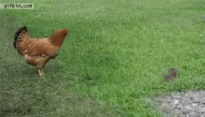 Here comes the rooster t; Forum Game Eel Roast School Of Dragons How To Train Your Dragon Games