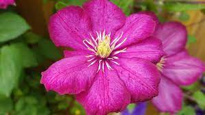 Вид «жгучий мелкоцветковый» или clematis flammula широко распространен в закавказье, передней и малой азии, на средиземноморском побережье европы и африки. Clematis Pflanzen Pflegen Und Dungen Ndr De Ratgeber Garten Zierpflanzen