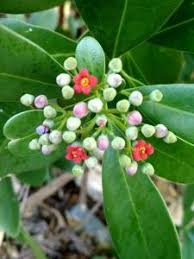 Image result for Canellaceae
