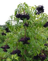 Plante Medicinale Recherchee Pour Ses Grandes Vertus Plante Medicinale Plantes Sauvages Comestibles Plantes Comestibles