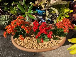Kalanchoe Plants Garden Wild