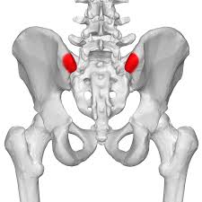 On the account of normal physiological factors, the traditional palpation operation is used for normal state. Ligaments At The Posterior Superior Iliac Spine Biology Stack Exchange