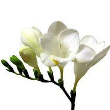 Wholesale Freesia White Blooms By The Box Wholesale Flowers Wholesale Flowers Wedding Freesia Flowers