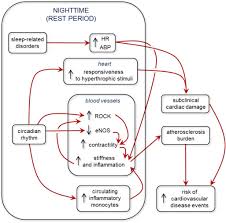 Sleep Disorders Nocturnal Blood Pressure And
