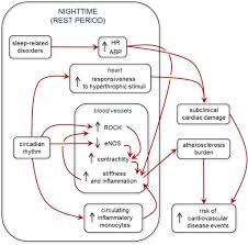 sleep disorders nocturnal blood pressure and