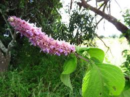 Image result for Achyrospermum laterale