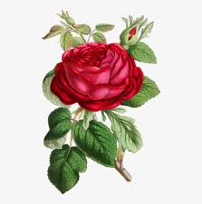 As a graphic designer, you need to update your design arsenal with different tools sample in order to acquire these skills. Rose Flower Floral Design Watercolor Painting Red Roses Illustration Png Free Transparent Png Download Pngkey