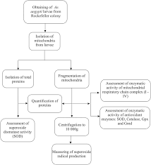 experimental design flow chart download scientific diagram