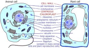 Eukaryotic cells are found in plants, animals, fungi, and protists. Do Plants Have Dna Quora Animal Cell Plant Cell Plant And Animal Cells