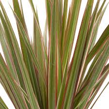 Check spelling or type a new query. The Magical Benefits Of Houseplants With Professor Longbottom Mugglenet