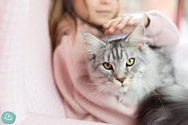 Haustiere sind in der regel diejenigen tiere, die man in einer zoohandlung kaufen kann. 7 Pflegeleichte Haustiere Zum Kuscheln Wunderbunt De