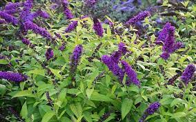 Butterfly Bush Buddleja