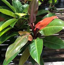 Image result for Filodendron Philodendron