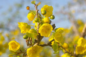 Image result for Rhigozum zambesiacum