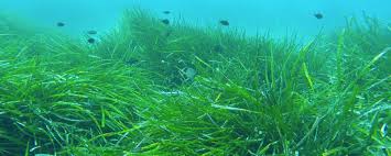 L Herbier De Posidonie Le Poumon Vert De La Mediterranee Actualites Nautisme