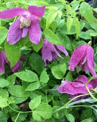 We did not find results for: Clematis Alpina Constance At Digging Dog Nursery