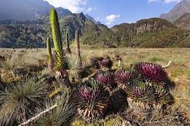 Image result for Carex bequaertii