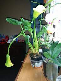 Calla Lily Problems Reasons Why My Calla Lily Is Drooping Lily Plants Calla Lily Bulbs Calla Lily Flowers