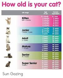 Hope you like our meme compilation and don't forget to subscribe us and share with your friends to make their day funny animals' life. How Old Is Your Cat Human Life Stage Of Cat Equivalemt 0 1 Month 2 Months 3 Months 4 Months 5 Months 0 1 Year 2 Years 4 Years 6 Years 8 Years 10