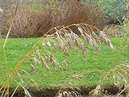 Locally sourced ingredients fill our coolers whenever possible. Brome Faux Seigle Wikipedia