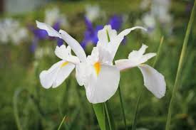 Check spelling or type a new query. 41 Different Types Of Iris Flowers For Your Garden Home Stratosphere