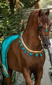 Pin By Agari Gaℓnisius On Arabian Arabian Horse Costume Beautiful Arabian Horses Arabian Horse