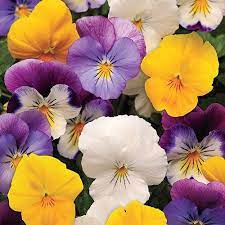 27 Fall Plants For Brilliant Seasonal Color In 2020 Fall Plants Summer Flowers Garden Cool Plants