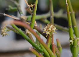 Image result for Cynanchum