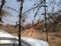 Image result for Erianthemum virescens