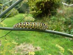Pour en venir à bout, tournez vous vers les effets répulsifs et insecticides de. Chenilles Les Reconnaitre Comment Lutter