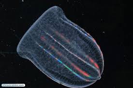 Image result for Pteleopsis barbosae