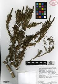 Image result for Suaeda plumosa