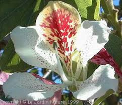Image result for Bauhinia monandra