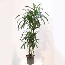 Image result for Dracaena laxissima