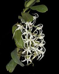 Image result for Cyrtorchis