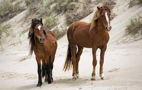 Photos The Wild Horses Of Sable Island Canadian Geographic