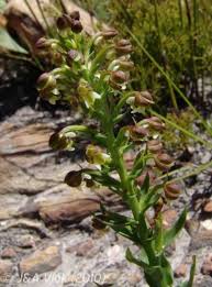 Image result for Brachycorythis